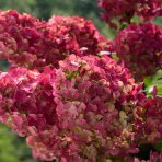 Hortenzia metlinatá (Hydrangea paniculata)  ´LIVING PINKY PROMISE´® by LIVING CREATIONS´® - výška 40-60 cm, kont. C2L